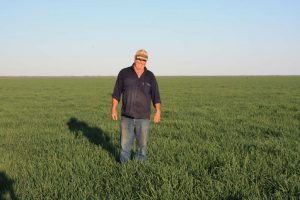 Peter standing in his young green spelt crop