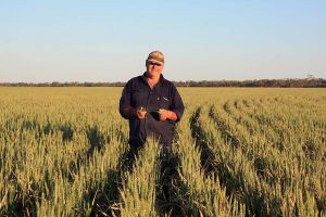 Peter in his soft wheat crop.
