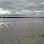 Rob's buckwheat crop is flooded