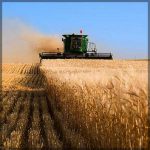 The barley is harvested in Saskatchewan
