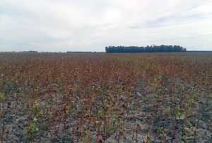 Gary's buckwheat suffered due to the dry season