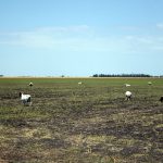Graham uses sheep to keep weeds in check