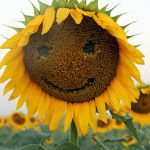 Happy Sunflower!