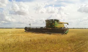 The harvester begins the harvest