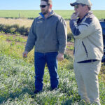 Looking over the spelt crop: Jarrad with Quentin Kialla's manager & grain buyer