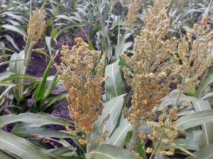 The heads of sorghum are ready to harvest