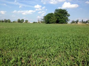 Millet field in Ukraine