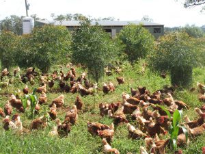 More happy chickens roaming across the property