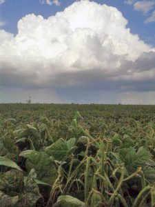 The ripening crop - you can see a 'scud' (a light shower of rain) away in the distance.