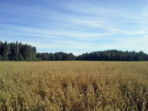 Oat growth by August