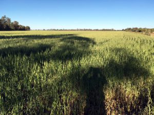 The green wheat is just starting to turn yellow and be ready to harvest.