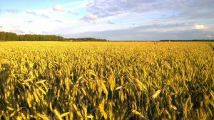 Rye has a lovely golden colour as it approaches harvest