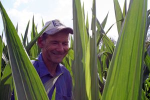Steve in the maize