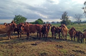 Steve's cattle graze the green manure crops