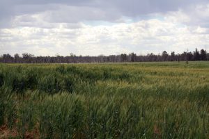 Talbot's wheat growing