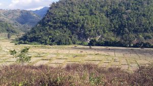 December is harvest time and the rice is drying in the field
