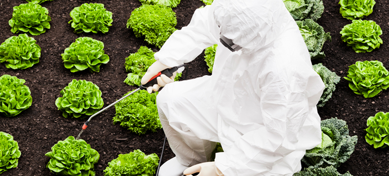 Spraying pesticides on lettuce