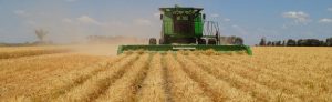 Harvesting the mature wheat crop on the Darling Downs