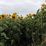 This crop of sunflowers was remarkably tall and of excellent quality