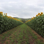 Rows of sunflowers in the beautiful Lockyer valley