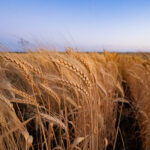 Foster wheat ready to harvest. Photo by Hannah Murphy.