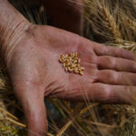 Foster wheat seeds. Photo by Hannah Murphy.