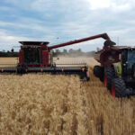 The harvester cuts the wheat heads and transfers them to the hopper. Photo by Hannah Murphy.