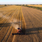Harvesting the Foster wheat. Photo by Hannah Murphy.