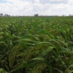 Millet growing in the field