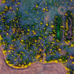 An aerial view shows a biodiversity area in the wheat field. Photo by Hannah Murphy.